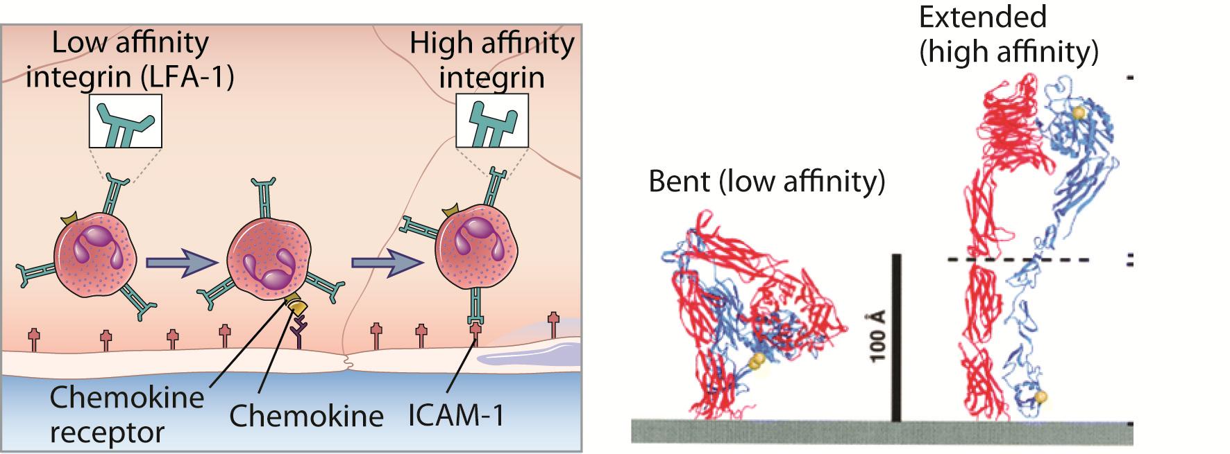 Attivazione integrine Le integrine normalmente hanno bassa affinità per ligandi Stimomalazione di recettori per chemochine segnali inside-out cambio conformazione