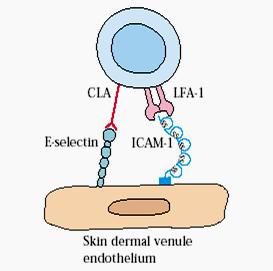 Mucosal homing lymphocyte Skin homing lymphocyte LFA-1 ICAM-1