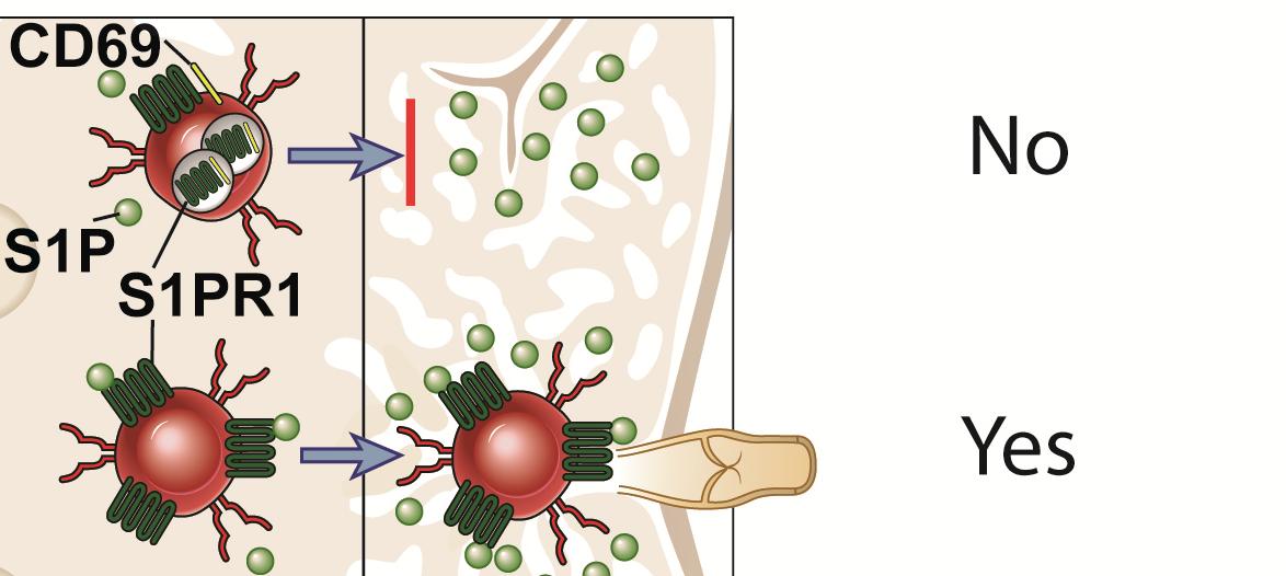 1-phosphate) è una molecola chemiotassica livelli alti in linfa e sangue livelli bassi in tessuti linfatici S1PR1 recettore