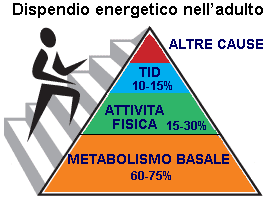 Il dispendio energetico quotidiano è influenzato principalmente da tre fattori: il metabolismo basale, la termogenesi indotta dalla dieta l'attività fisica.