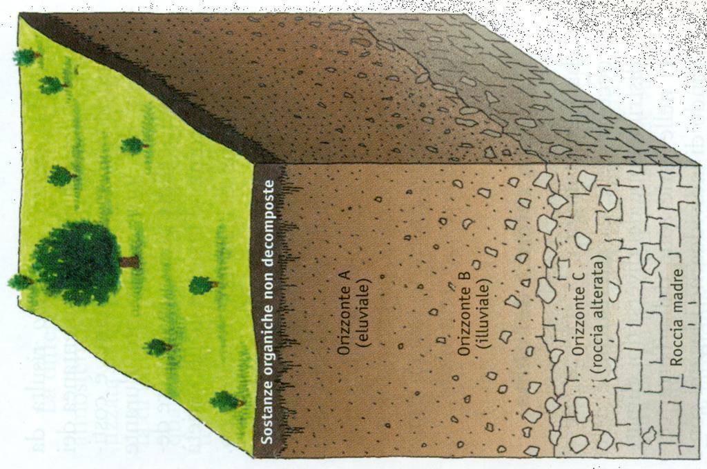 Se osserviamo una sezione verticale di un suolo naturale cioè il suo profilo, notiamo che esso presenta stratificazioni o orizzonti che, a partire dalla superficie, vengono così definiti: Orizzonte