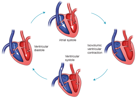 tono cardiaco. Una volta chiuse le valvole semilunari, i ventricoli ritornano a essere delle camere isolate dagli atri e dalle arterie.