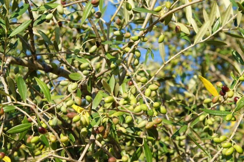 prodotti al 100% con olive coltivate e molite dai ns soci nel parco nazionale del Cilento