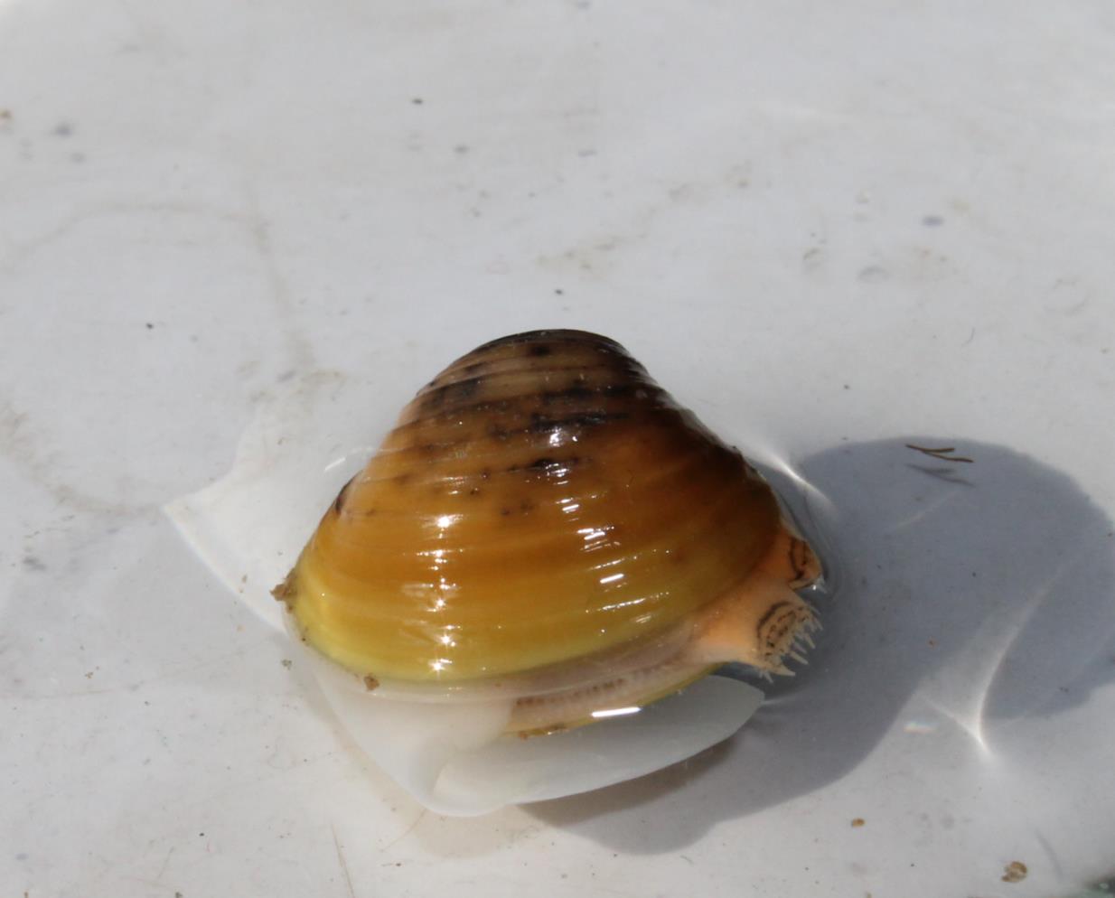 Esemplare di Spherium corneum (grande all incirca 2 cm), mollusco molto comune dove la corrente del Naviglio deposita sabbia e limo.