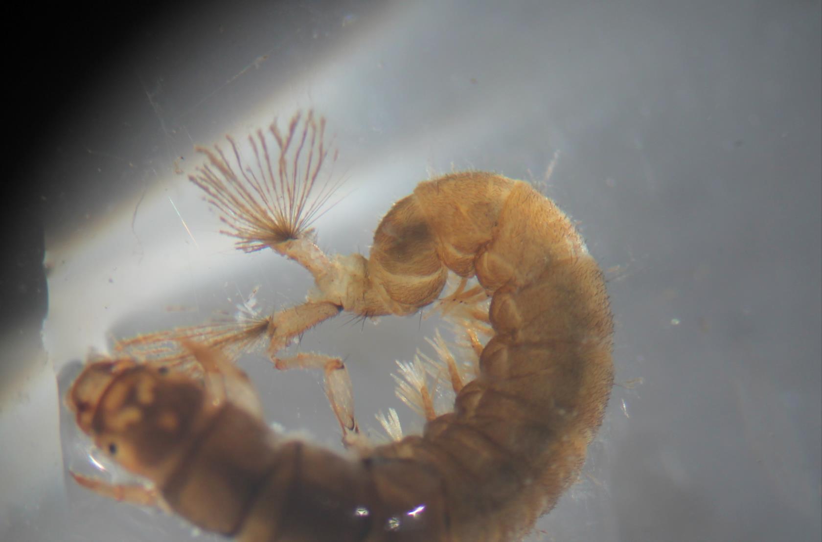 Nella foto una larva di Hydropsichidae.