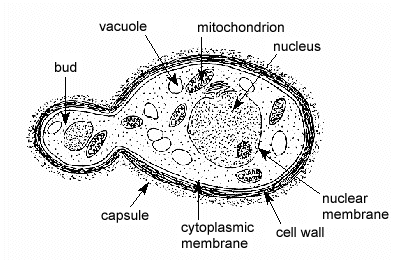 Ascomiceti unicellulari: lieviti Da ovali a rotondi (dia: 3-15 µm) Spessa parete cellulare polisaccaridica Anaerobi facoltativi Riproduzione asessuata Per