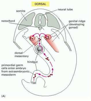 They represent the first population of the fetal germ cells (primordial germ cells or PGCs) During