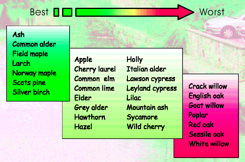 Alto Basso Salix fragilis (salice) Salix caprea Larix deciduous (larice) Chamaeciparis lowsoniana (cipresso) Populus (pioppi) Betula pendula (betulla) Salix alba Sequestro di CO 2 Malus domestica