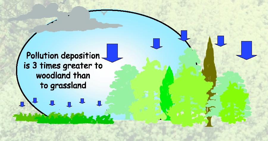 Gli alberi sono più efficienti nella rimozione degli inquinanti rispetto agli