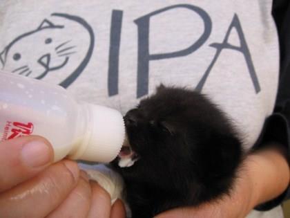 Scopo dell OIPA è la tutela e la valorizzazione della natura e dell ambiente, l abolizione della vivisezione e la difesa degli animali da qualsiasi forma di maltrattamento: caccia, circhi con