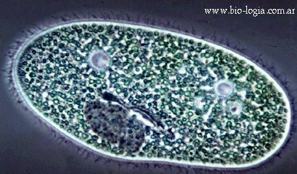 Microrganismi Eucariotici Questi organismi sono caratterizzati da una cellula avente un nucleo delimitato da una membrana che lo separa dal citoplasma, organelli interni (mitocondri, cloroplasti.