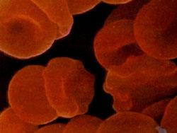 Tipologie di colture cellulari Coltura in monostrato o in sospensione La maggior parte delle cellule vivono
