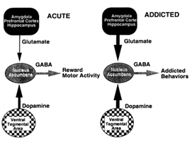 Stimolazione neuroni dopaminergici VTA stress psicostimolanti, oppiacei, etanolo, nicotina