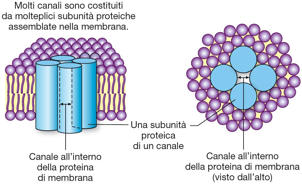 Ogni recettore è specifico per un determinato ligando. Proteine di trasporto.