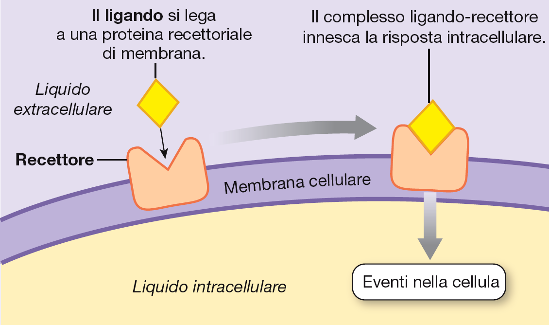I recettori.
