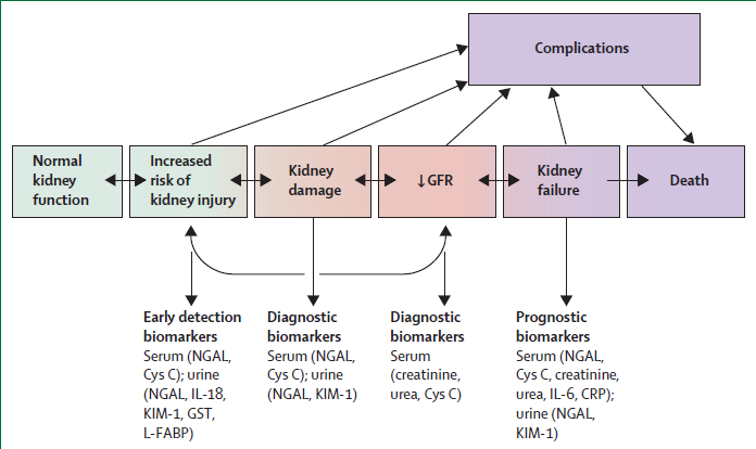 Evolution of acute kidney injury NGAL=neutrophil gelatinase-associated lipocalin. Cys C=cystain C. KIM-1=kidney injury molecule 1.