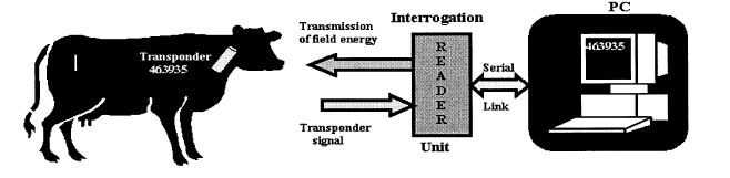 Il funzionamento di principio è mostrato in seguito: Il tag passivo, o transponder, è un piccolo chip di silicio collegato a un antenna da cui è contornato e da cui riceve l energia necessaria per