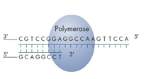 Step 1 A sequencing primer is hybridized to a single-stranded PCR amplicon that serves as a template, and incubated with the enzymes,