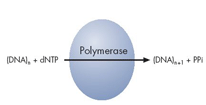 Step 2 The first deoxribonucleotide triphosphate (dntp) is added to the reaction.