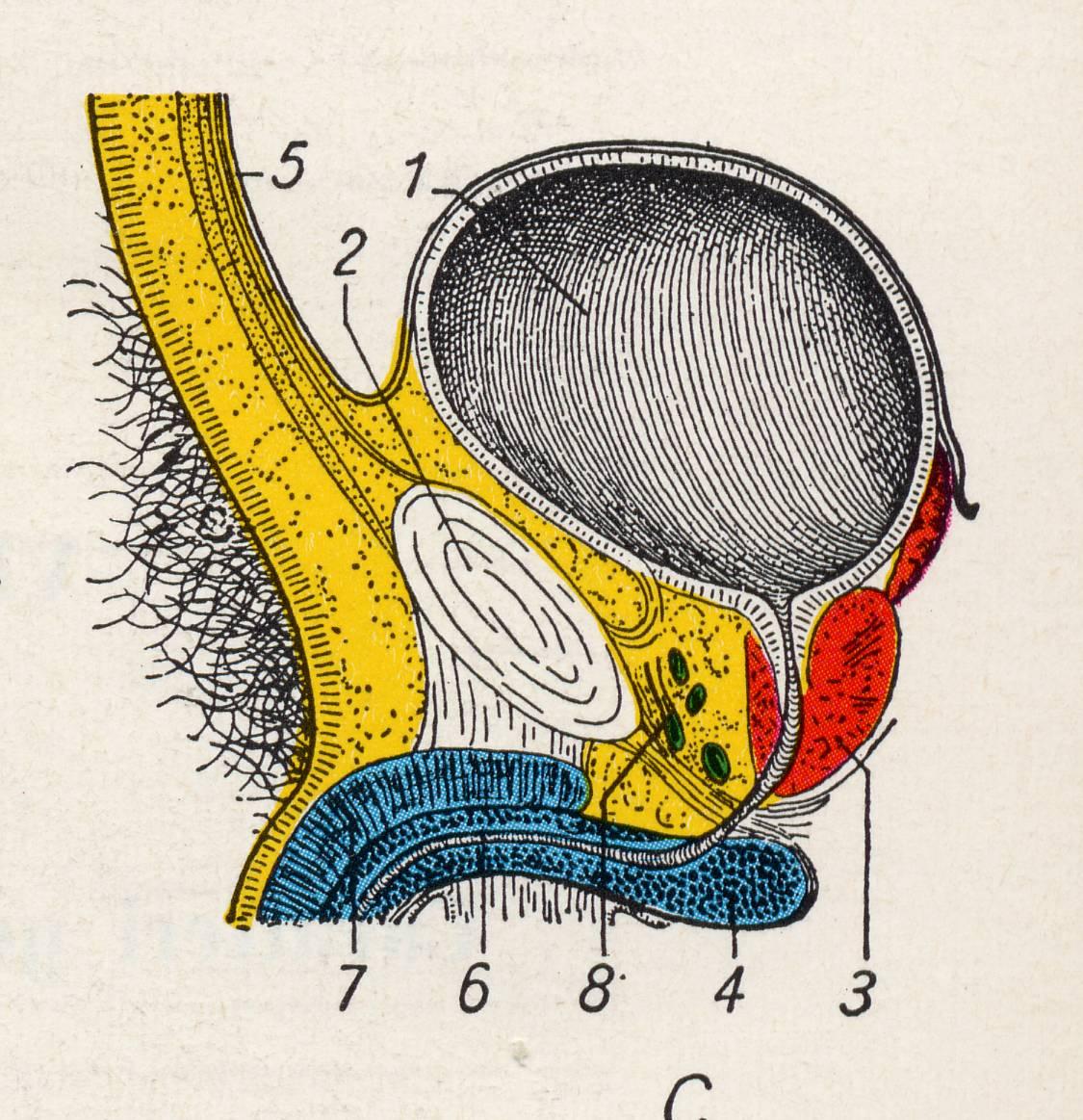 CENNI DI ANATOMIA Organo impari, mediano e cavo della pelvi.