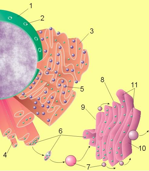 Il sistema delle membrane interne. Il sistema delle membrane interne consiste di un complesso di membrane reciprocamente correlate e dei comparti da esse delimitati.