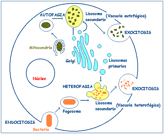 BIO 27/nov/2008 ALTRI ORGANULI PRESENTI NELLA CELLULA (continua). I lisosomi. I lisosomi contengono molti enzimi litici e partecipano alla digestione endocellulare.