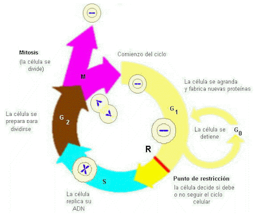 rinvengono come strutture indipendenti, oppure sono associati in fascetti o in reti tridimensionali, la cui stabilità strutturale è garantita da proteine di connessione.