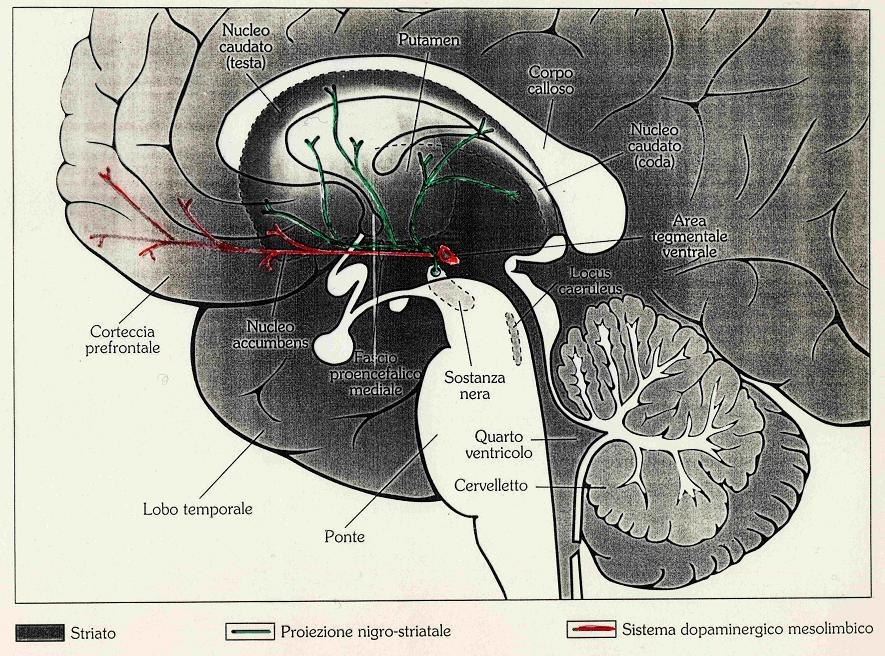 Ma perché l alcool piace? Perché agisce sulle parti del cervello che presiedono al meccanismo della gratificazione.