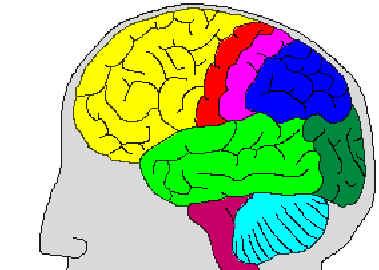 La semeiologia delle crisi epilettiche dipende dall origine topografica e dalla propagazione delle scariche neuronali Lobo