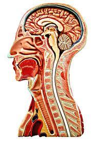 Sistema Nervoso Centrale (SNC) Cervello Cervelletto Tronco
