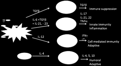 DIFFERENZIAMENTO DEI SUBSET CELLULARI Th1, Th2, Th17 e Treg