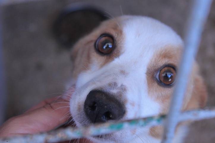 Direzione generale della sanità animale e dei farmaci veterinari Unità Operativa