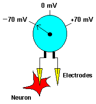 Segnali neuronali Il potenziale di membrana V m misura la differenza di potenziale fra interno ed esterno della cellula neuronale, nel neurone a riposo (non stimolato) V m -60mV / -75 mv Il neurone é