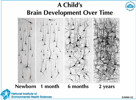 Gli interventi precoci sono particolarmente efficaci Le esperienze effettuate dal bambino nei primi anni di vita determinano delle conseguenze sia anatomiche che fisiologiche a carico