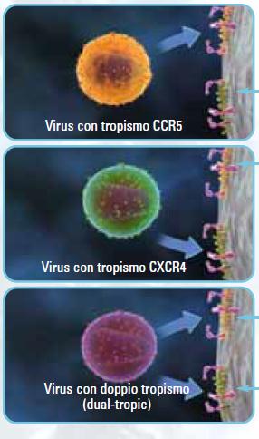 INIBITORI DEL CORECETTORE CCR5 Recettori per le chemochine accoppiati a proteine G con 7 domini transmembrana.