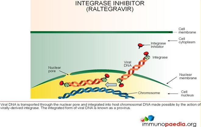 Approvato da EMA alla fine del 2007 INIBITORI delle integrasi /Raltegravir Isentress 400 mg cpr rivestite Proprietà farmacodinamiche: Inibitore dell attività stand tranfer dell integrasi, attivo