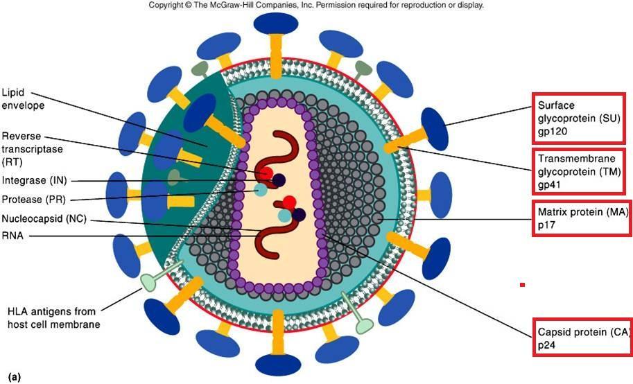HIV-GENOMA All interno del core Due copie di RNA identiche a polarità positiva (mrna), legate a due proteine basiche del peso,