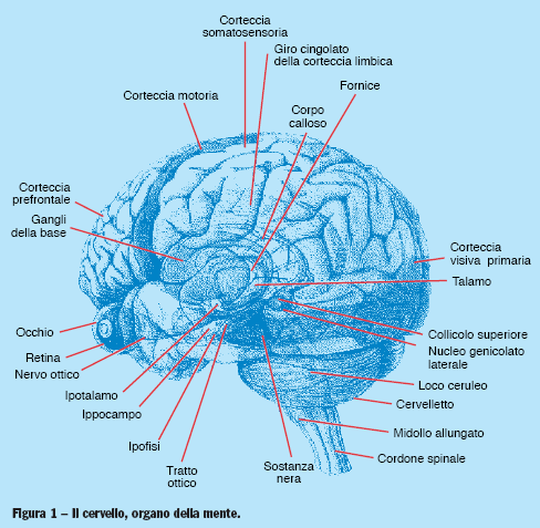 Grazie alle tecnologie moderne si può affermare che le aree cerebrali interessate dall attività motoria si possono localizzare nell area pre-frontale, nella corteccia pre-motoria, nella corteccia