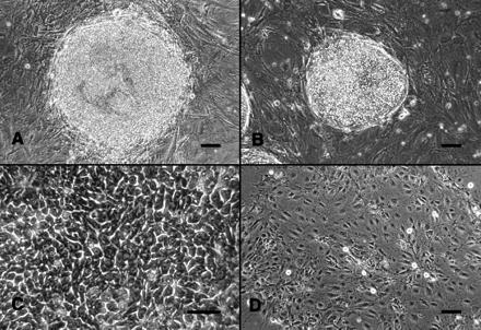 Science, Vol 282, Issue 5391, 1145-1147, 6 November 1998 Embryonic Stem Cell Lines Derived