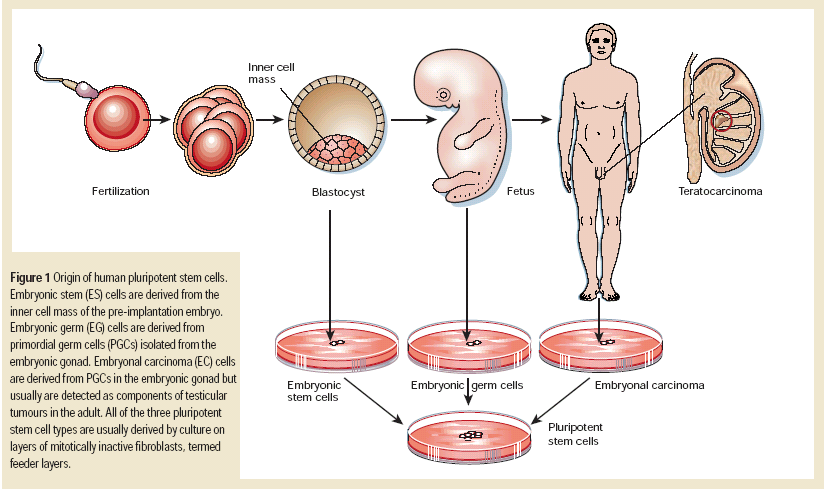 Cellule staminali pluripotenti