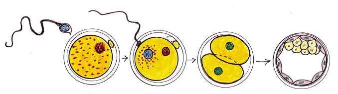 Cellule