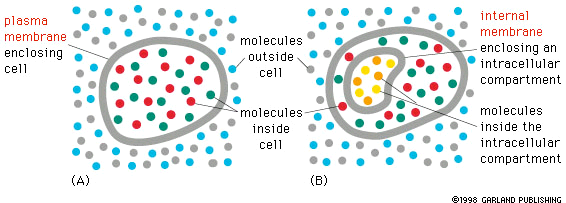 La membrana cellulare racchiude il protoplasma, la sostanza vivente che costituisce la cellula, e lo separa dall ambiente esterno, extracellulare.