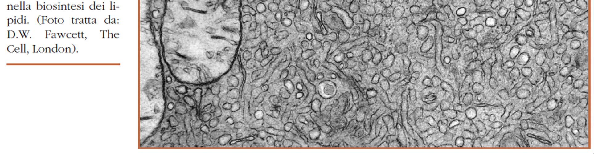 cortico-surrenalici) Cellule epatiche: produzione di particelle lipoproteiche che portano i lipidi nel sangue La