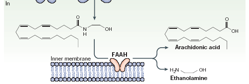 acid amide hydrolase FAAH Inibita da FANS COX-2