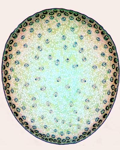 A differenza delle Dicotiledoni, nelle Monocotiledoni i fasci sono disposti "disordinatamente" nel cilindro centrale (struttura atactostelica).