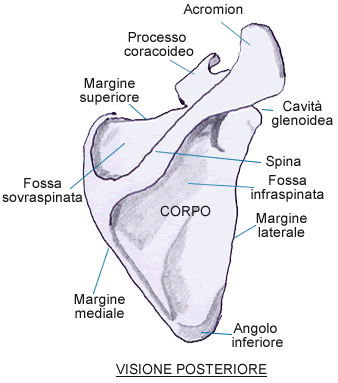 Una faccia posteriore, dalla quale, nella porzione superiore, si stacca una grossa sporgenza triangolare, denominata spina della scapola, che termina lateralmente con un robusto processo detto