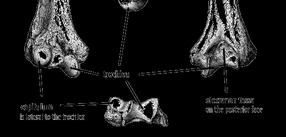 L estremità distale dell omero appare appiattita e presenta una superficie che si articola con le epifisi prossimali delle due ossa dell avambraccio.