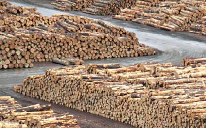 Dall albero alla carta: materie prime A. La materia prima principale è il legno: nel cortile della fabbrica B. I tronchi vengono scortecciati nella scortecciatrice C.