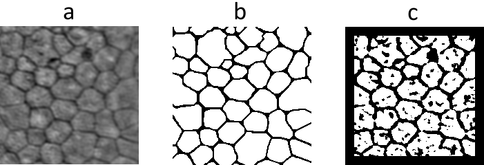 Figura 4.1: Esempio di immagini target con bordi di spessore diverso Figura 4.2: Esempio di risultato dell addestramento con immagini target a bordi fini. a) Immagine input della rete neurale.