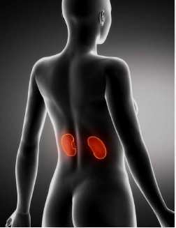 La malattia renale cronica è definita dalla presenza di danno renale o da GFR< 60 ml/min/1.